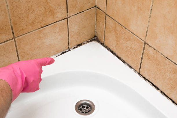 Trusted Cresco, IA Mold Remediation Experts