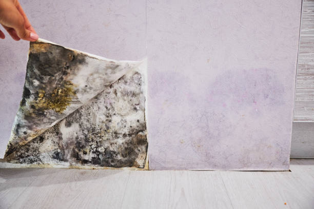 Best Preventive Mold Services in Cresco, IA